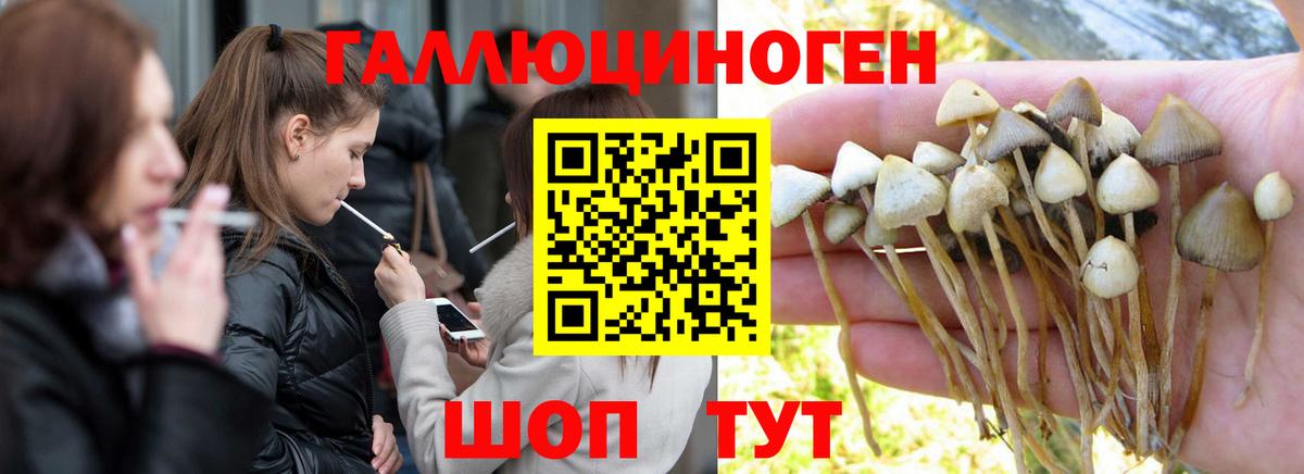 Псилоцибиновые грибы Psilocybine cubensis Новоалександровск